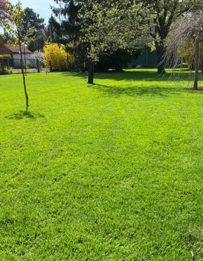 neuer schöner Rasen in einem Garten mit Bäumen