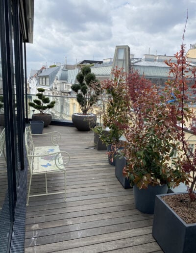 Balkon in Wien mit kleinen Bäumchen