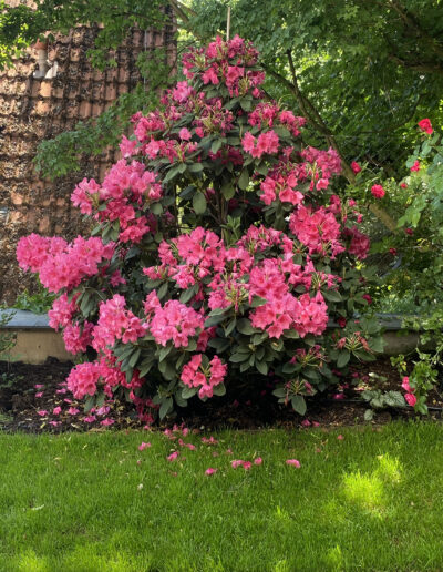 rosa Strauch mit Blüten