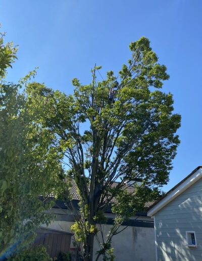 Baumpflege bei großem Baum