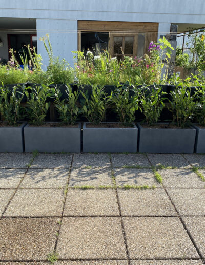Heckenpflanzen auf Terrasse