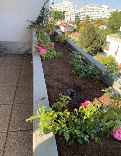 Balkonpflanzen auf einer Terrasse