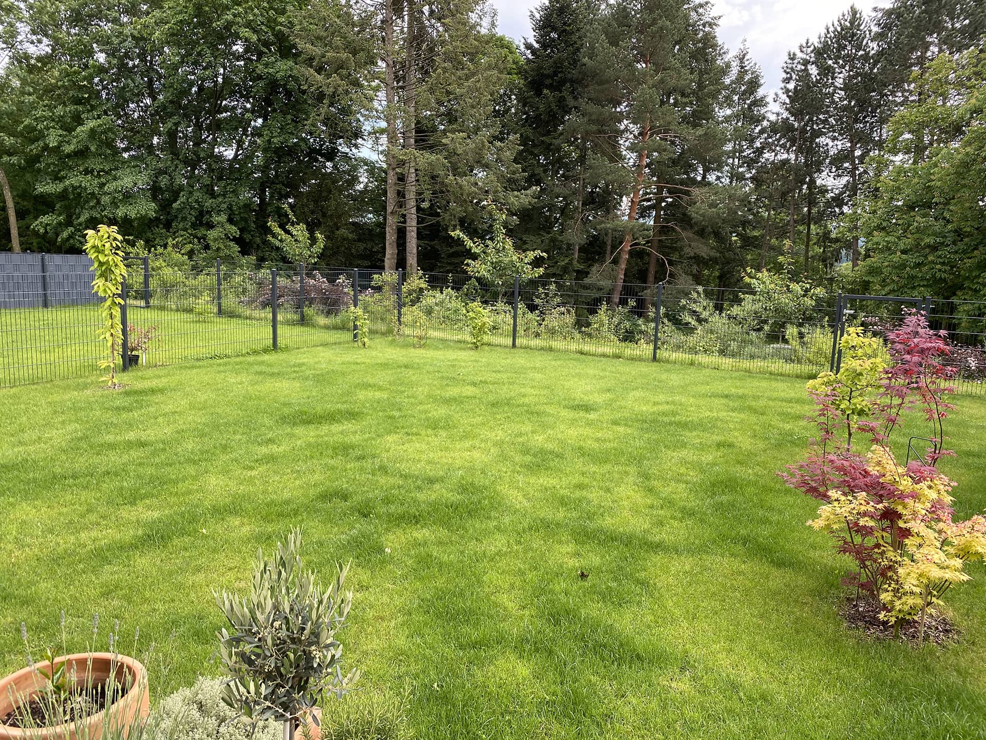 gepflegter Garten mit Wiese und kleinen Bäumen