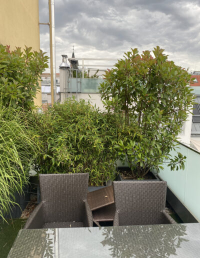 Dachterrasse Hecke