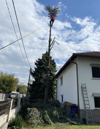 Baumschnittarbeiten in Wien