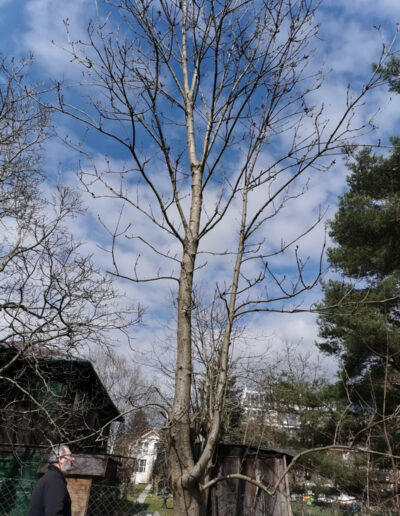 großer Baum ohne Blätter