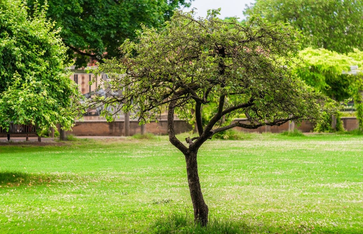 Baum im Garten