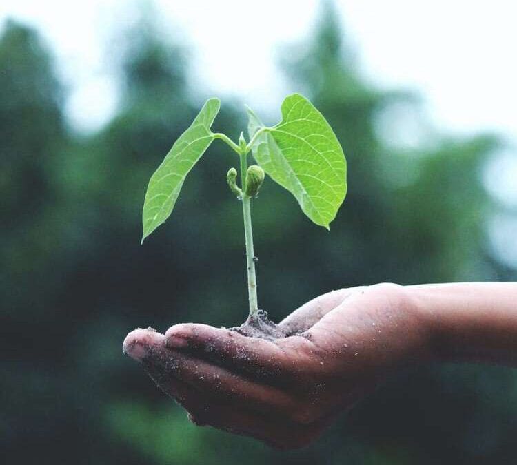 Die beste Zeit, um einen Baum im eigenen Garten zu pflanzen